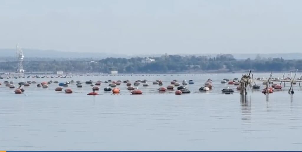 Taranto - Mitilicoltura, riconosciuta la calamità naturale.