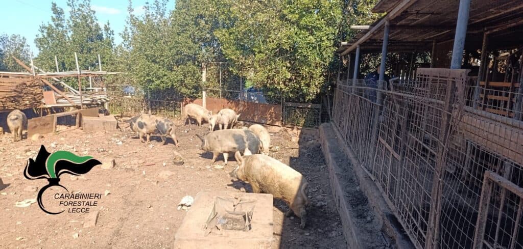 Scoperto allevamento abusivo e in precarie condizioni igienico-ambientali: scattano sequestro e denunce