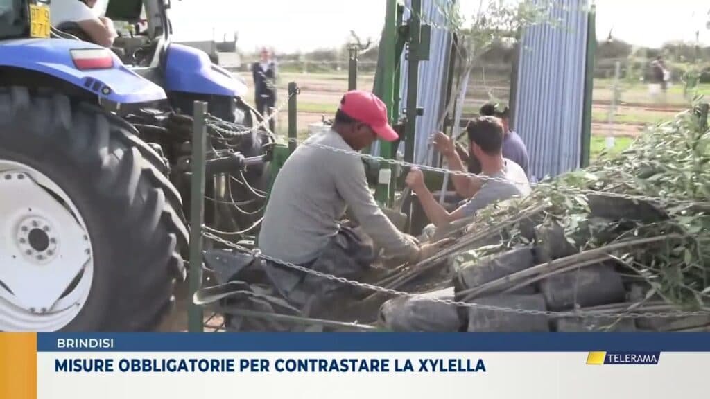 Misure obbligatorie in provincia di Brindisi per contrastare la Xylella