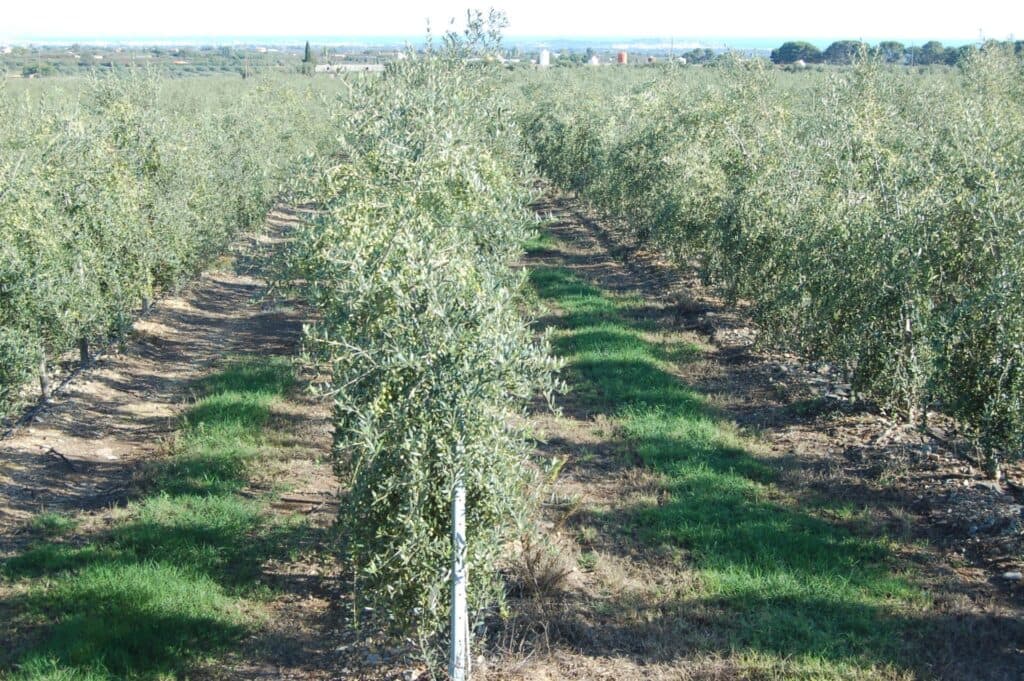 Xylella, mozione Pagliaro: dalla Regione premio di mantenimento olivicolo di almeno 5 anni per aziende che hanno investito in reimpianti