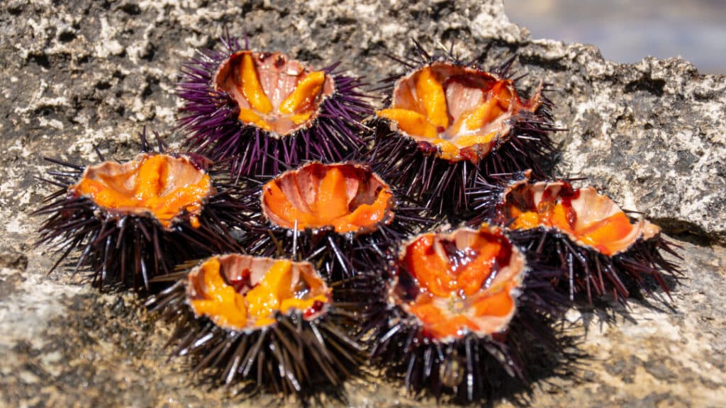 Fermo pesca ricci di mare, si lavora al rinnovo della legge
