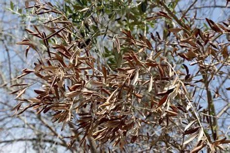 Ulivo infetto a Minervino Murge: Xyella arriva nella BAT