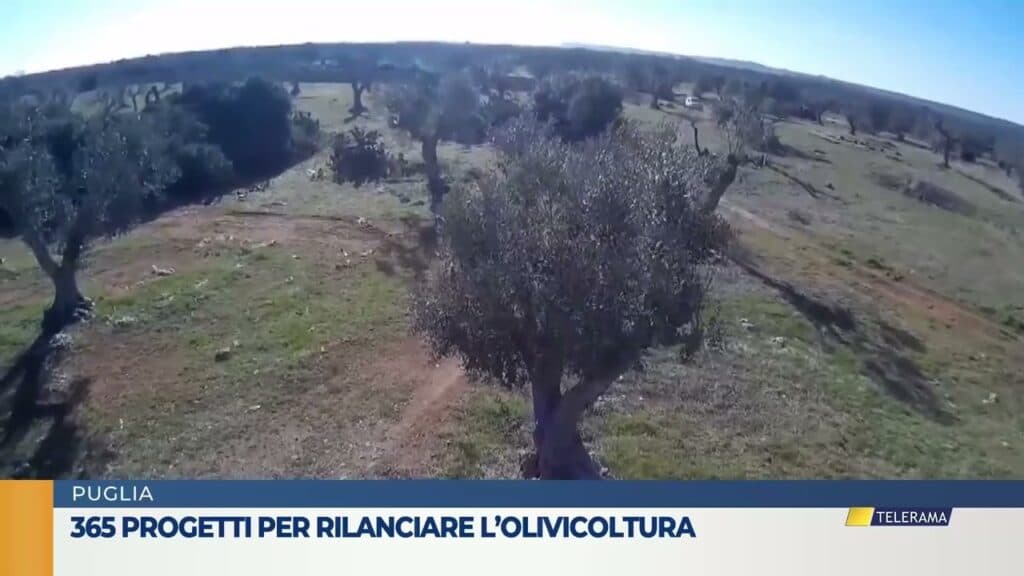 365 progetti per rilanciare l’olivicoltura