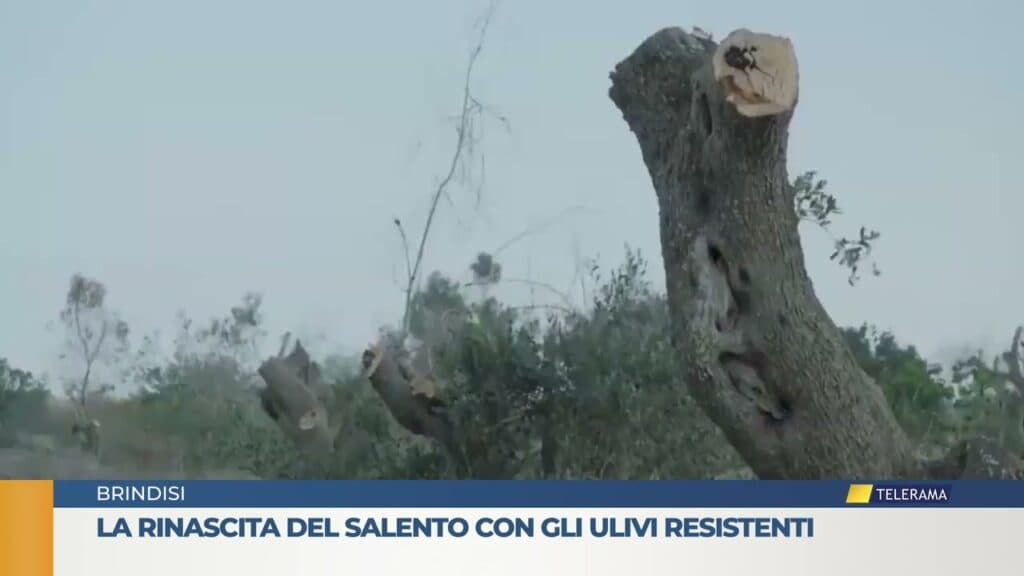 La rinascita del Salento con gli ulivi resistenti
