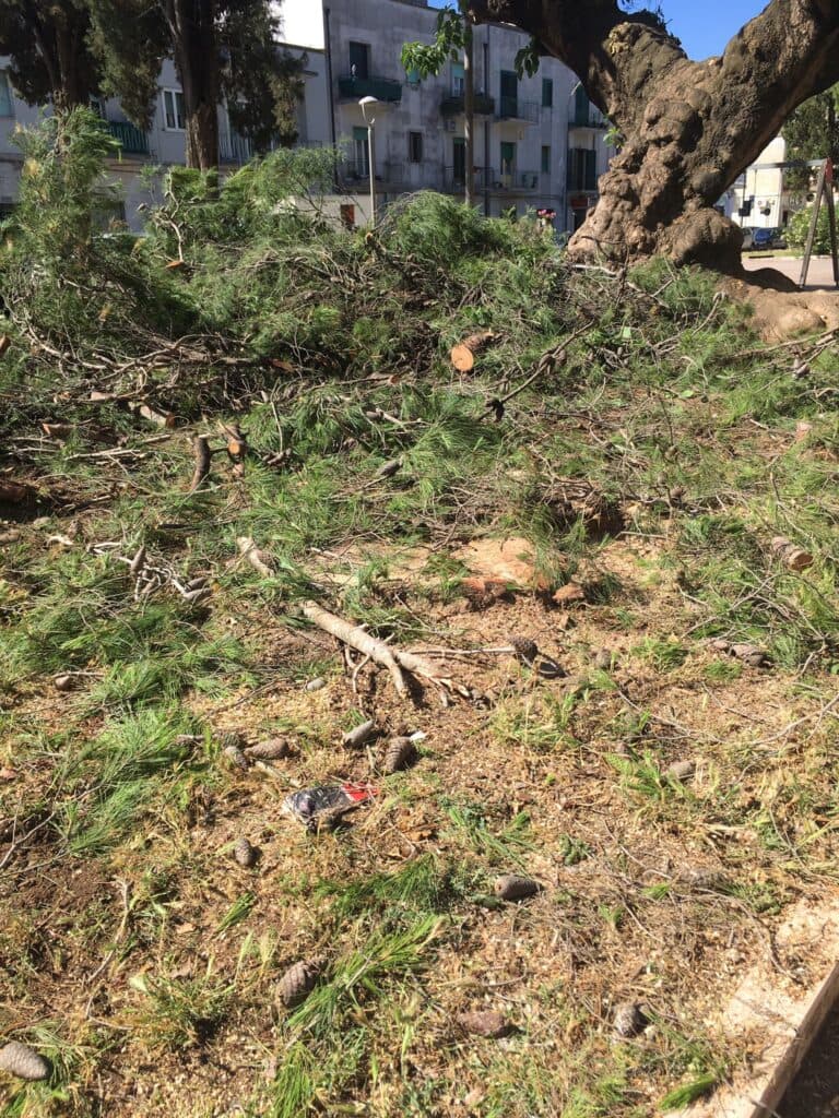 Abbattuto un pino in piazza Ariosto, c'è chi protesta: “Azione scriteriata”