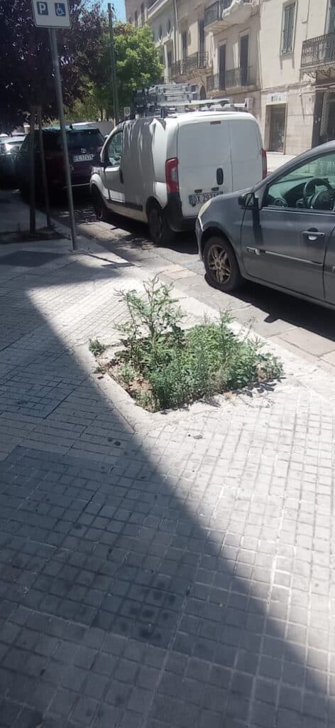 Incuria e sporcizia in viale Lo Re