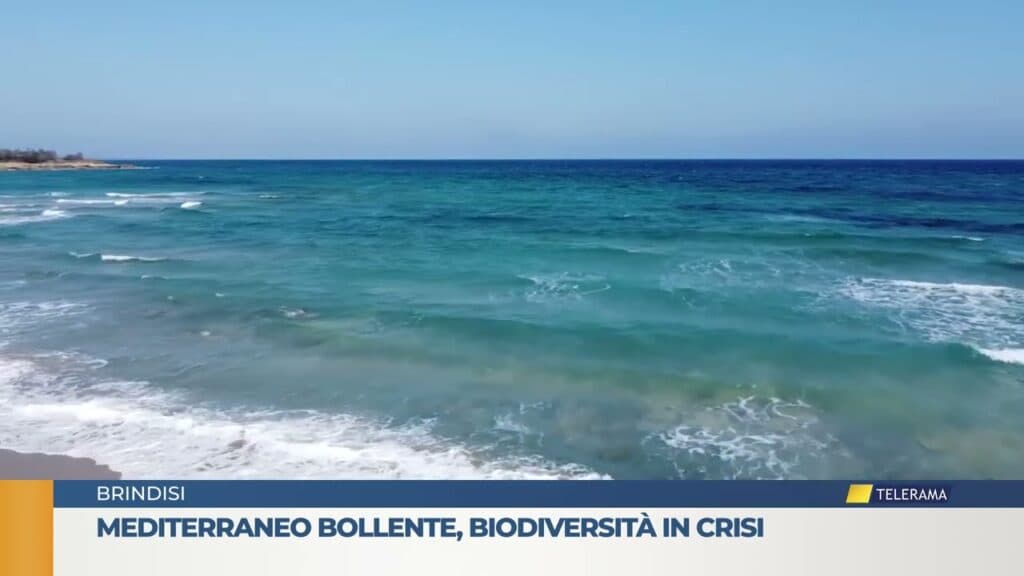 Mediterraneo bollente, biodiversità in crisi