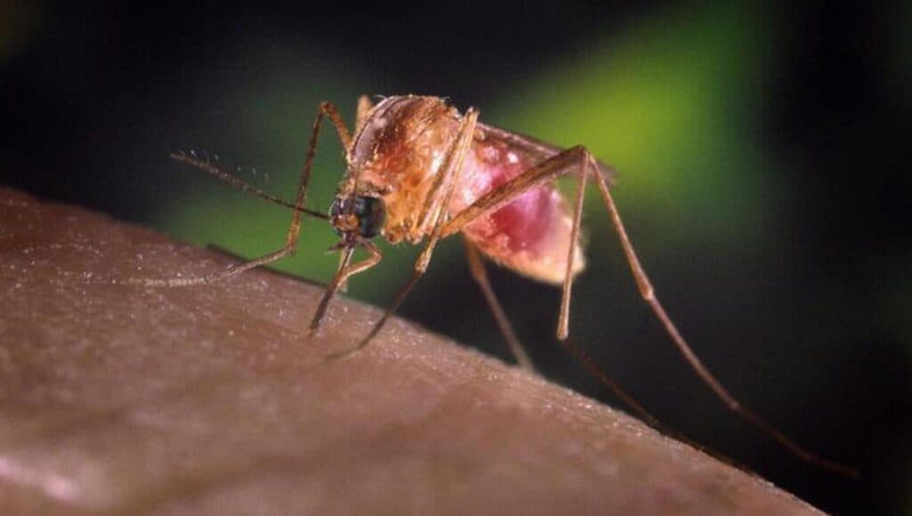 Virus West Nile, un cavallo infetto fa scattare l'allerta