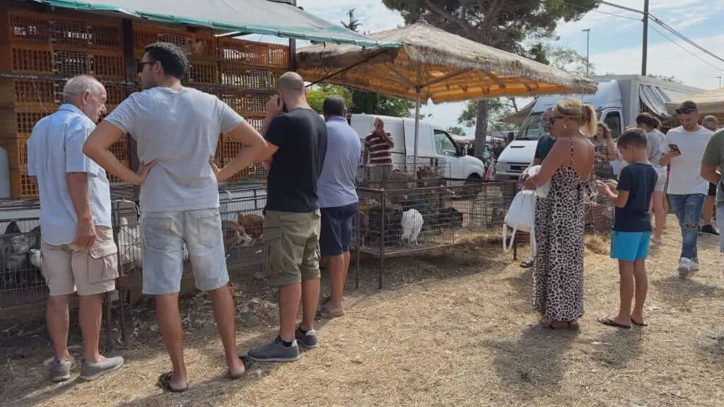 Alla "Fiera" di Frigole non solo animali ma anche prodotti tipici e gastronomia