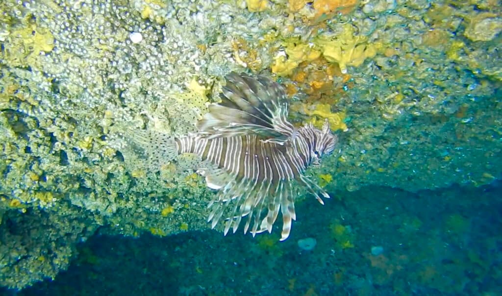 Santa Caterina, avvistato un pesce scorpione nella Grotta delle Tre Furneddhe