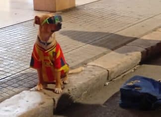 Lecce, stop agli animali usati per l’accattonaggio: firmata l’ordinanza dopo il caso del cane in via Trinchese