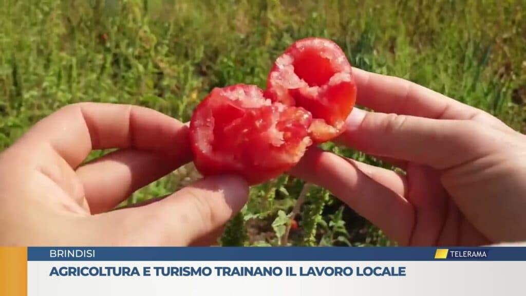Agricoltura e turismo trainano il lavoro locale nel Brindisino