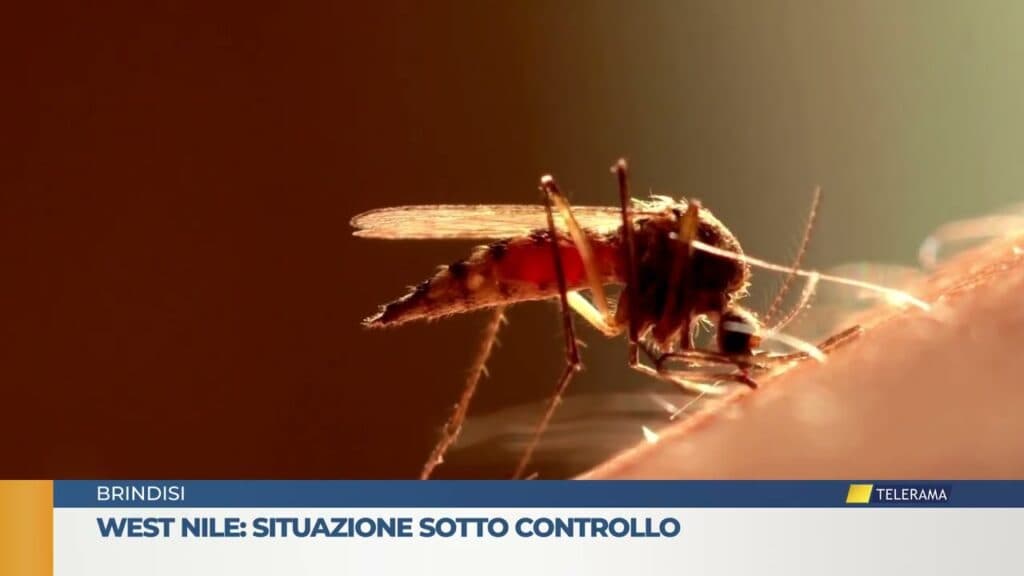 West Nile a Brindisi: situazione sotto controllo