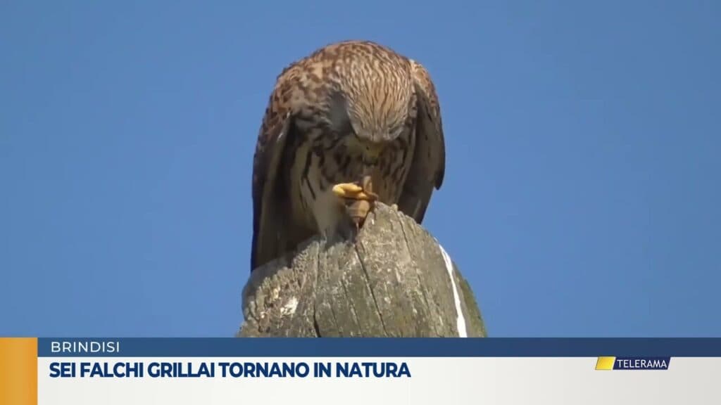 Sei falchi grillai tornano in natura