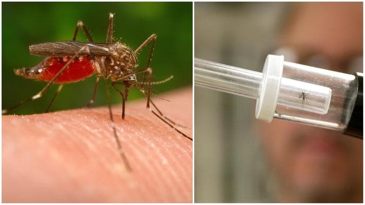 West Nile virus e prevenzione: "istruzioni per l'uso" dell'Asl ionica