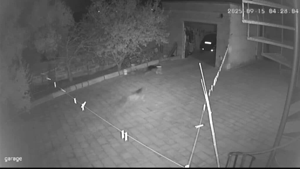 Pisignano, il lupo irrompe in un cortile e uccide un cane: la sequenza choc