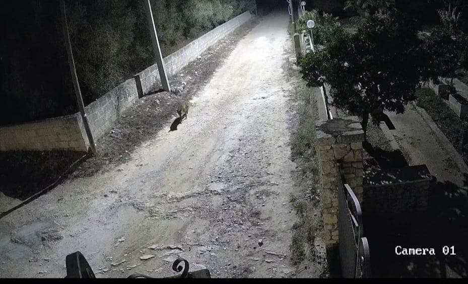 Lupi nel Salento: nuovi attacchi e avvistamenti a Lecce e San Cataldo