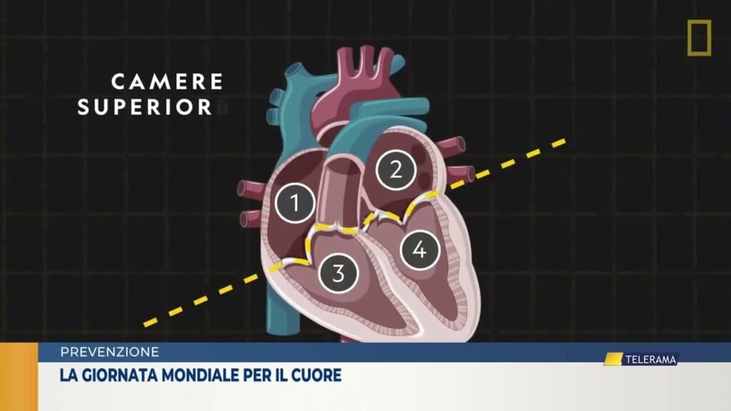 La giornata mondiale del cuore: prevenzione in primo piano