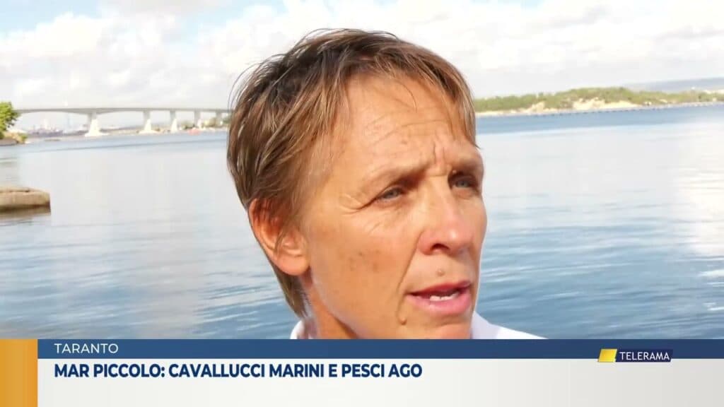 Taranto, mar Piccolo: cavallucci marini e pesci ago