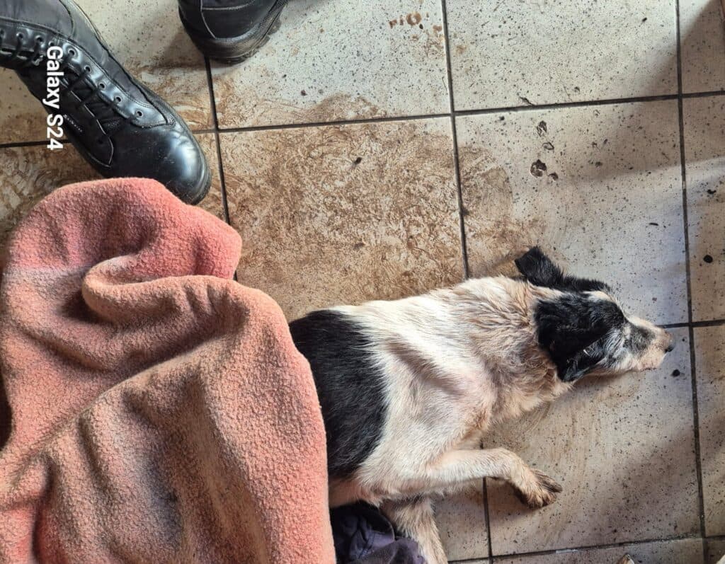 Maltrattamenti e sofferenze, salvato cane in un giardino privato: proprietario denunciato