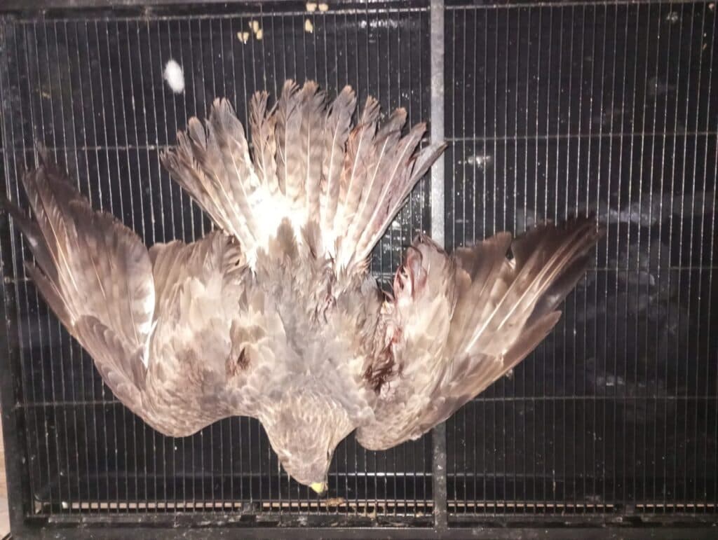 Tre poiane uccise a fucilate nel Leccese