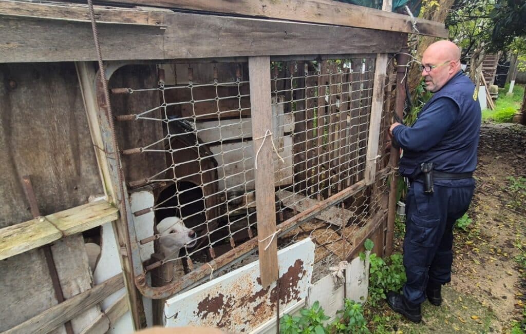 Lecce, soccorso cane incatenato e detenuto in condizioni fatiscenti