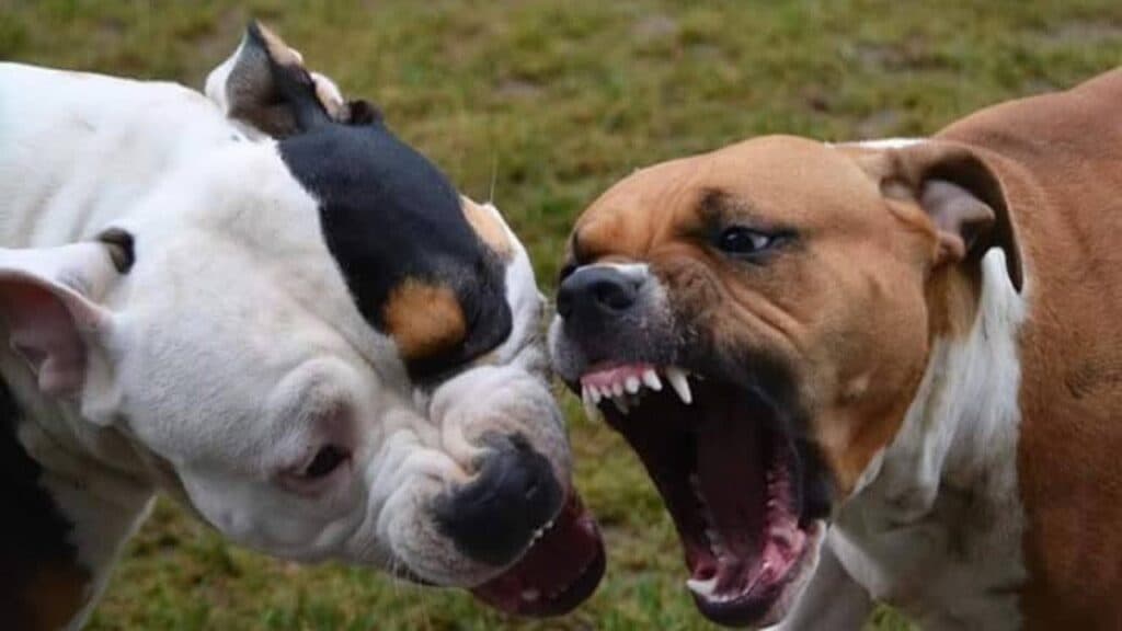 Donna incinta assiste a una aggressione tra cani, poi l'aborto