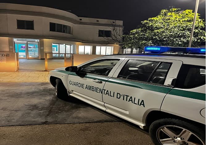 Gatto investito e abbandonato: intervento tempestivo delle Guardie Ambientali d’Italia