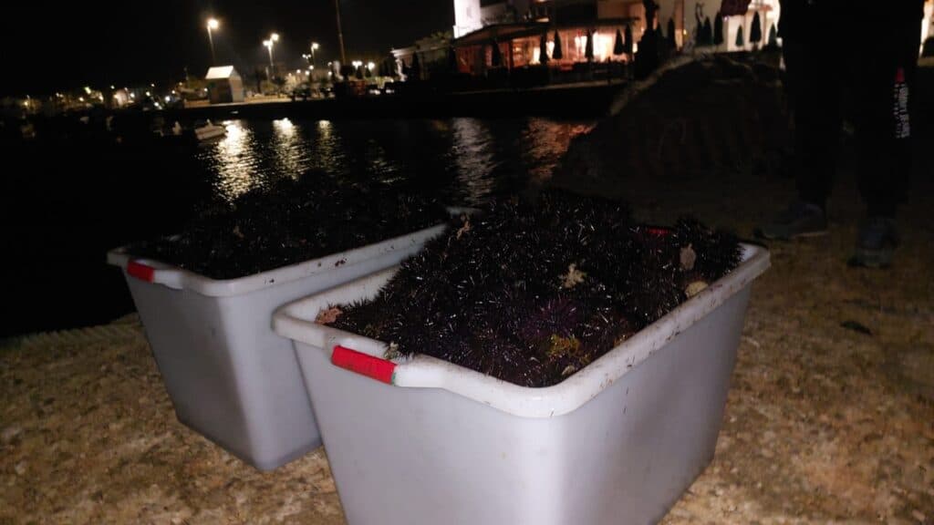 Porto Cesareo: blitz contro il bracconaggio ittico, sequestrati 800 ricci di mare