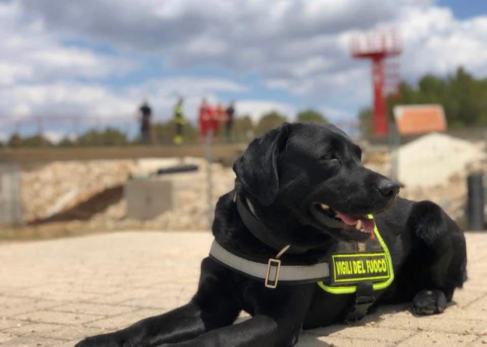 Mickey, il fiuto della speranza: il cane dei Vigili del Fuoco va in pensione