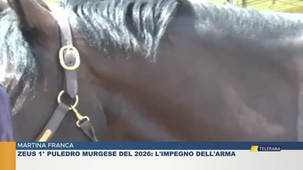 Martina Franca, Zeus: il primo puledro murgese del 2026 al servizio dell'Arma