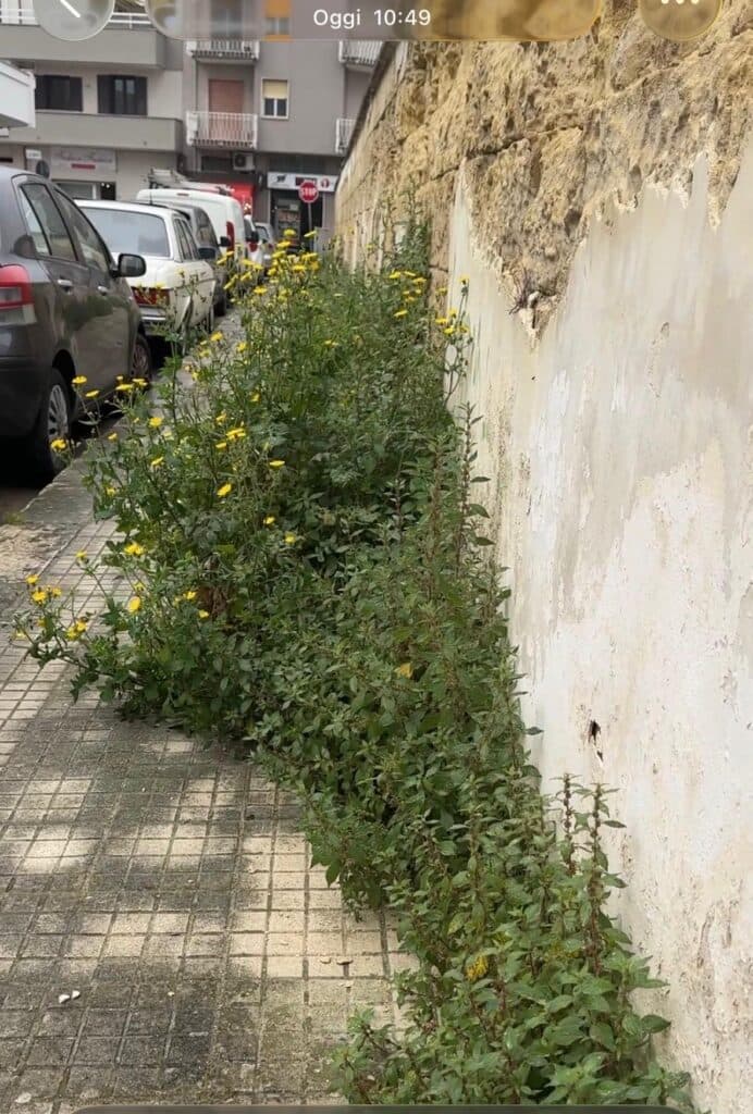 Castromediano, una piccola jungla urbana si fa largo in via Galilei