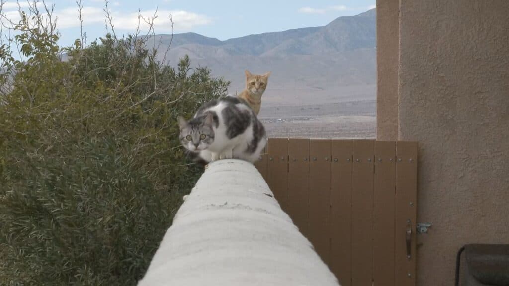 Gatti senza microchip: multe da 300 euro in arrivo per i proprietari