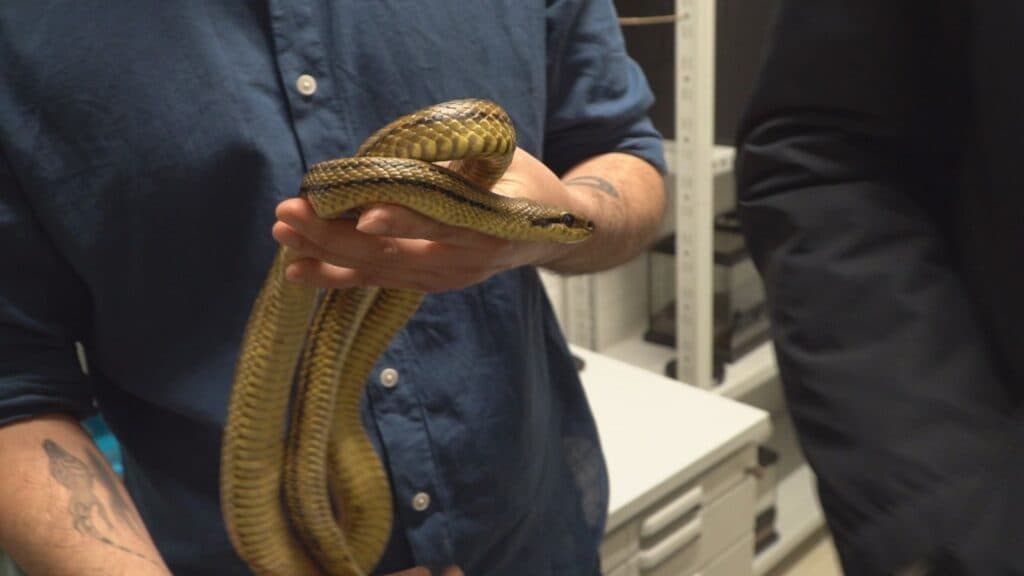 Serpenti e scienza: inaugurato a Bari il primo Centro di Recupero in Europa
