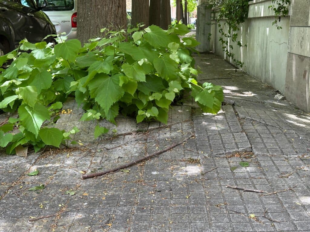 Lo scempio di via Papatodero, tra marciapiedi devastati ed erbacce che avvolgono gli alberi