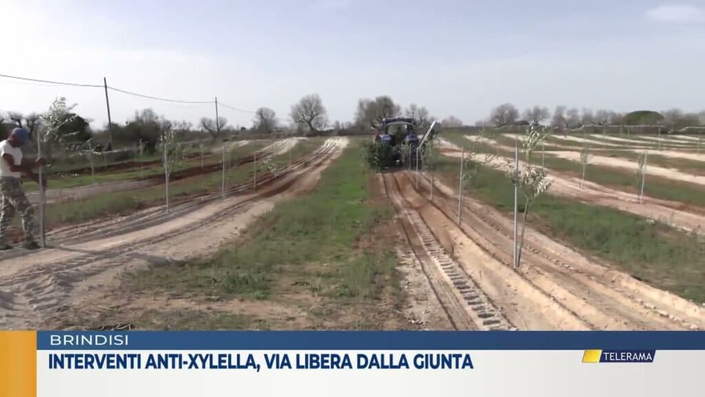 Interventi anti-Xylella a Brindisi, via libera dalla Giunta