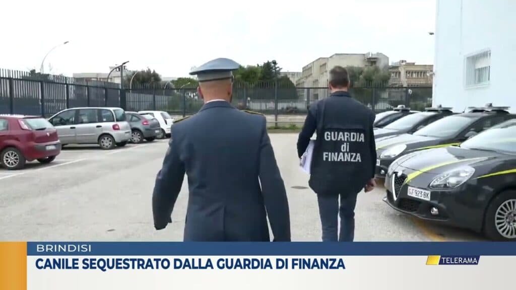 Canile sequestrato dalla Guardia di Finanza