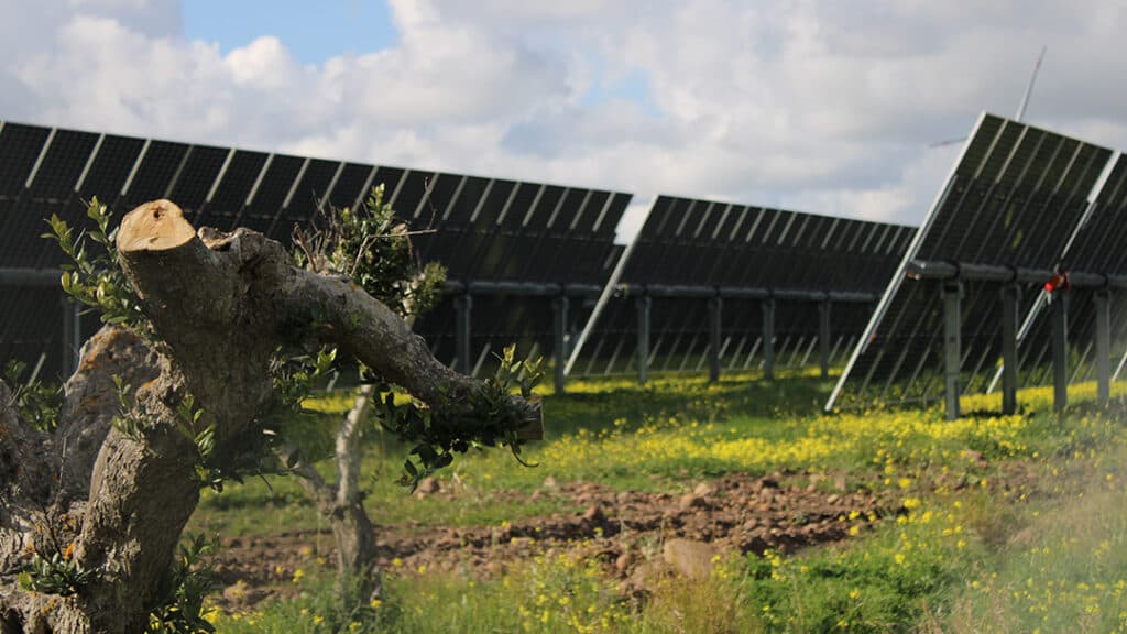 Il Tar blocca gli abbattimenti: stop agli espianti di ulivi per fotovoltaico e serre