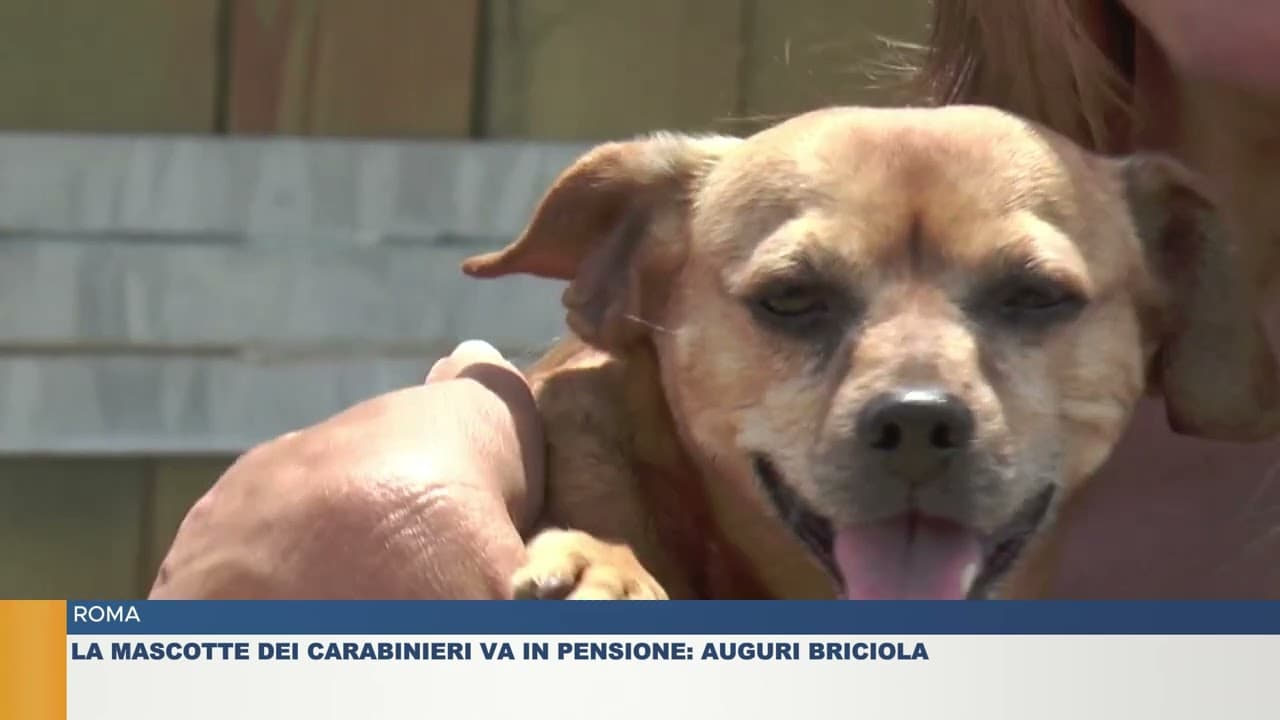 La Mascotte dei Carabinieri va in pensione: auguri Briciola!