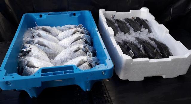 Cassette polistirolo pesce sostituite