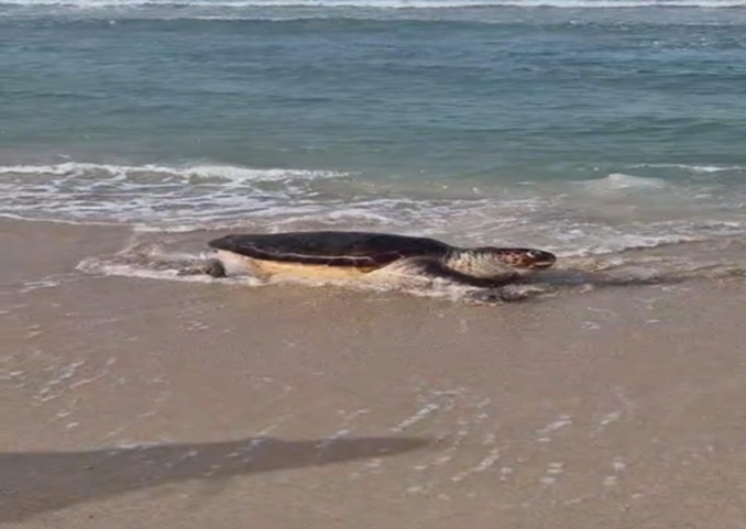rinvenuta tartaruga morta a Porto Cesareo