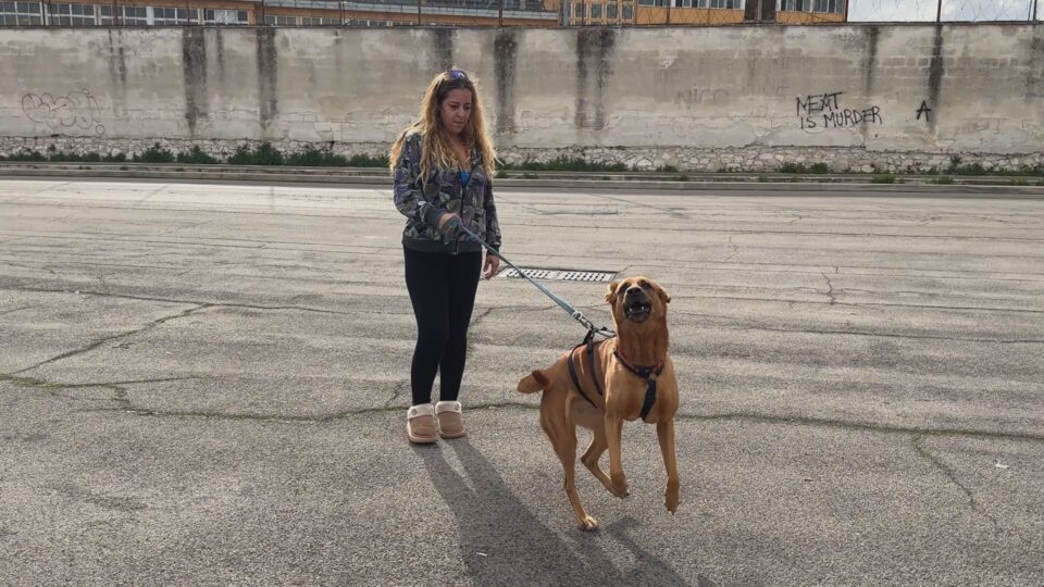 maria ragazza truffata costretta a vivere in auto con il cane